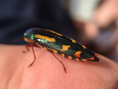 Buprestis rufipes