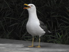 Larus fuscus