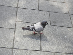 Columba livia domestica
