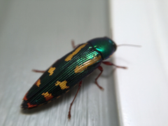 Buprestis rufipes