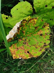 Puccinia poarum