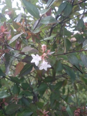 Abelia × grandiflora