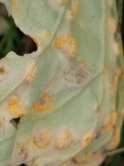 Puccinia poarum