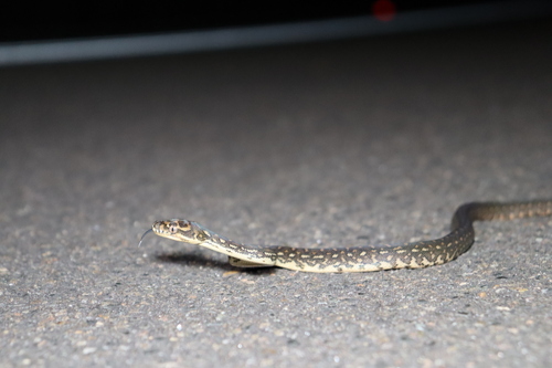 Diamond Python sighting