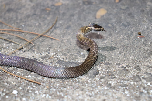 Golden-crowned Snake sighting