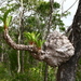 Myrmecodia platytyrea - Photo (c) Derrick1., algunos derechos reservados (CC BY-NC-SA), subido por Derrick1.