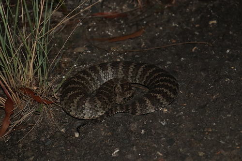 Southern Death Adder sighting