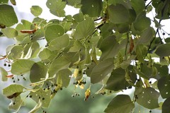 Tilia americana heterophylla