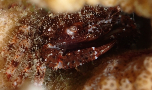 Domecia hispida observed 2025-03-16