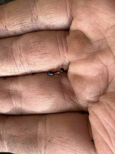 iNaturalist observation photo of Cleft-lip Carpenter ants