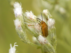 Ophraella notata