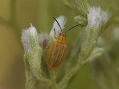 Ophraella notata