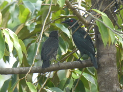 Aplonis panayensis