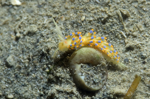 Trinchesia cuanensis