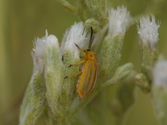 Ophraella notata