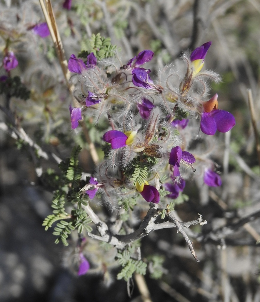 Featherplume (Dalea formosa)