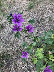 Malva sylvestris