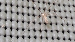 Pholcus phalangioides