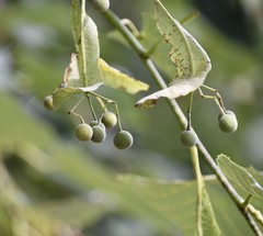 Tilia americana heterophylla