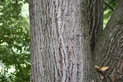 Tilia americana heterophylla