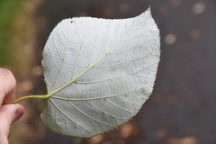 Tilia americana heterophylla