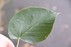 Tilia americana heterophylla
