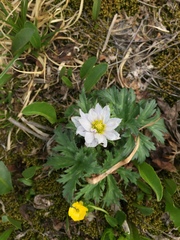 Trollius lilacinus