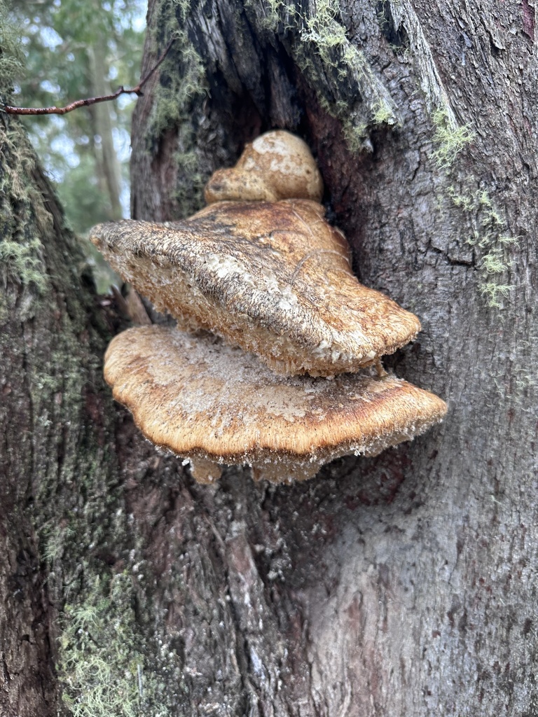Laetiporus portentosus · March 2025 · photo: © peterneish (iNaturalist, cc0)
