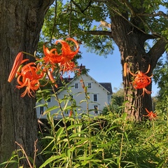 Lilium lancifolium