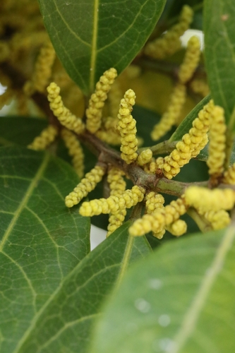 Aporosa octandra, photograph 4