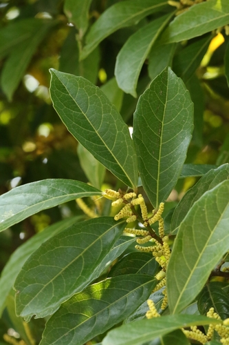 Aporosa octandra, photograph 5