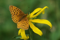 Speyeria hesperis ratonensis