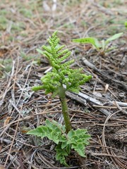 Sceptridium dissectum