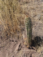 Leucostele chiloensis, photograph Eric Schmidt, CC BY, iNaturalist via GBIF