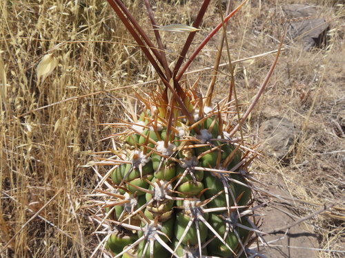 Leucostele chiloensis, photograph 3