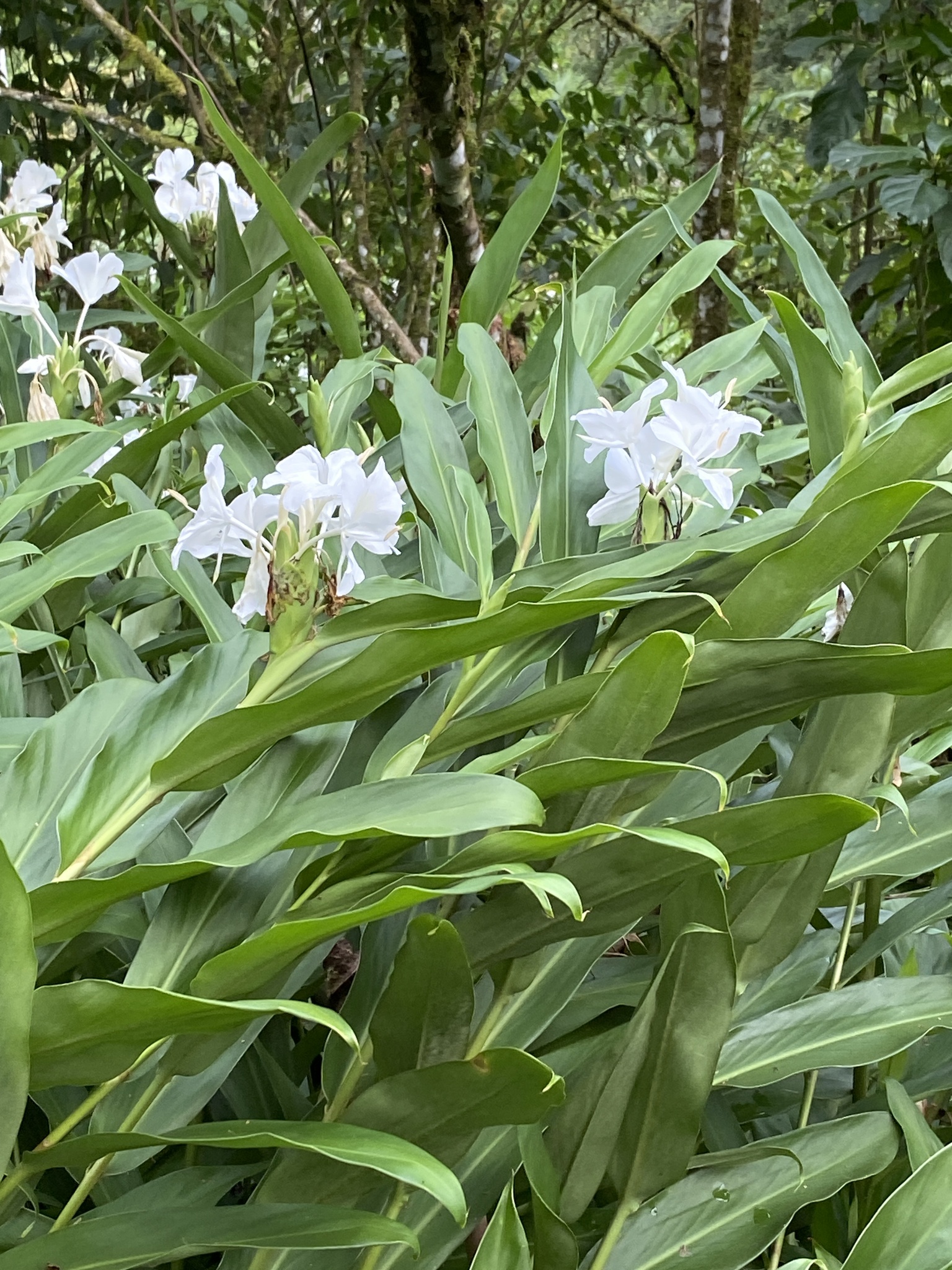 Hedychium coronarium
