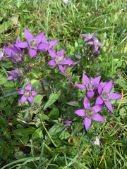 Gentianella aspera