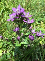 Gentianella aspera