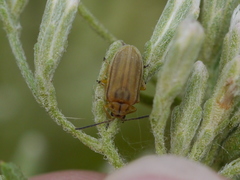 Ophraella notata