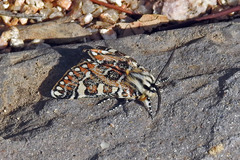Apina callisto