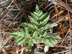 Sceptridium dissectum