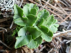 Sceptridium dissectum