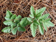 Sceptridium dissectum