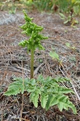 Sceptridium dissectum