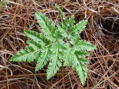 Sceptridium dissectum