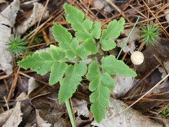 Sceptridium dissectum