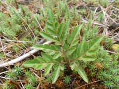 Sceptridium dissectum