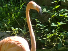 Phoenicopteridae