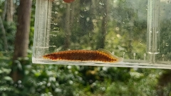 Buff-Backed Spiny Eel photo 2