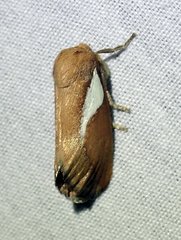 Prolimacodes trigona